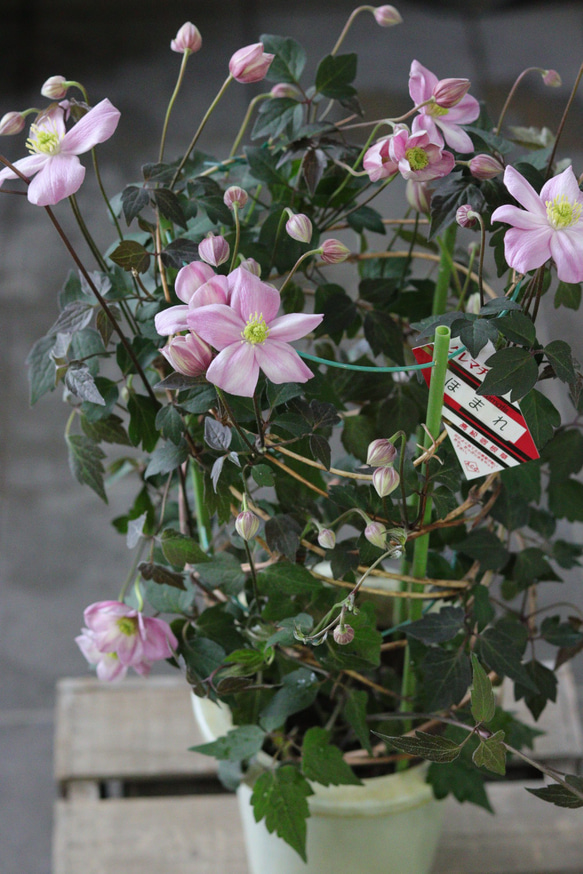 【花終わりSALE】モンタナ系❤︎銅葉にピンク花❤︎クレマチス【誉】 1枚目の画像
