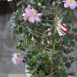 【花終わりSALE】モンタナ系❤︎銅葉にピンク花❤︎クレマチス【誉】 6枚目の画像