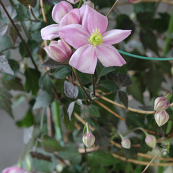 【花終わりSALE】モンタナ系❤︎銅葉にピンク花❤︎クレマチス【誉】 2枚目の画像