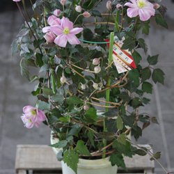 【花終わりSALE】モンタナ系❤︎銅葉にピンク花❤︎クレマチス【誉】 4枚目の画像