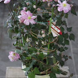 【花終わりSALE】モンタナ系❤︎銅葉にピンク花❤︎クレマチス【誉】 5枚目の画像