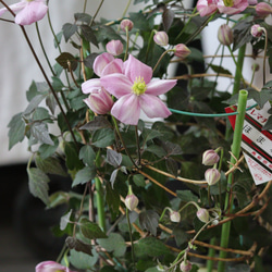 【花終わりSALE】モンタナ系❤︎銅葉にピンク花❤︎クレマチス【誉】 3枚目の画像