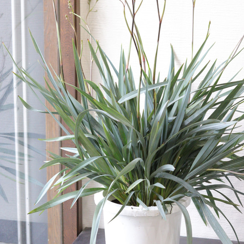 美しいブルーグリーン❤︎ディアネラ【ブルーストリーム】 その他