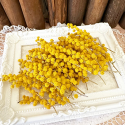 ピンクッション 赤 ドライフラワー その他素材 Dry Flower Shop 通販