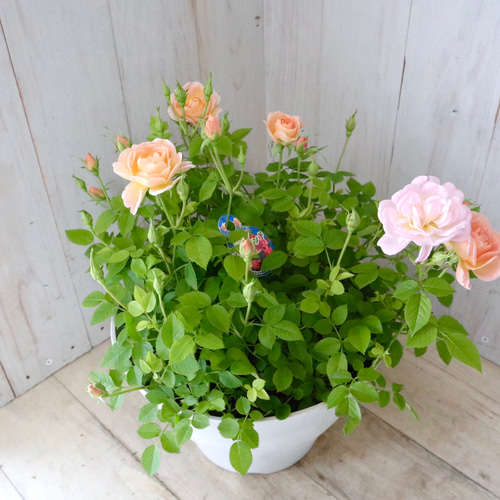 花色変化♡ミニバラ♡プリズム♡7寸鉢♡ アートフラワー nico flowers