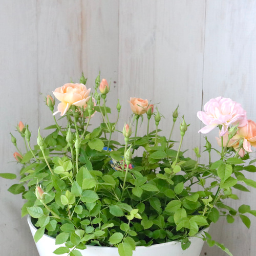 布花作品♡チャーミングな薔薇たち 布花 - Search / X