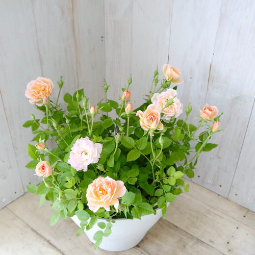 花色変化♡ミニバラ♡プリズム♡7寸鉢♡ アートフラワー nico flowers