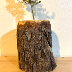 天然木の花瓶 ヒノキ 大 皮付きナチュラル No,102 1枚目の画像