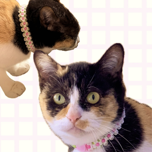猫用首輪（ホワイトフラワー）安全セイフティーバックルのパラコード首輪 9枚目の画像