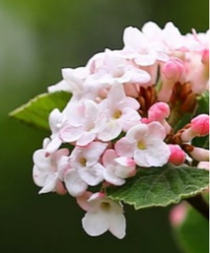 【丁字ガマズミ⠀芳香】70cm大苗  蕾から開花 秋の実迄美しい  何度も鑑賞価値のある山野草2024/3月間もなく開花