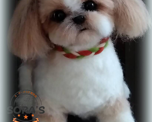 chiru(プロフィール必読)さま専用 羊毛フェルト リアルで可愛いワンちゃん chiru(プロフィール必読)さま専用 羊毛フェルト リアルで可愛いワン