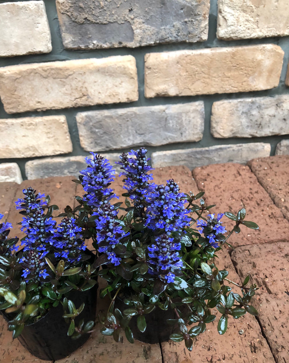 ＊花苗＊アジュガ「チョコレートチップ」ブルーの花と銅葉が可愛い♡ グランドカバーにも♪ 2枚目の画像