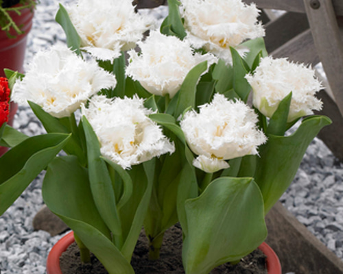 チューリップ・スノークリスタルの花束植え☆芽だし球根鉢植え☆ 6号