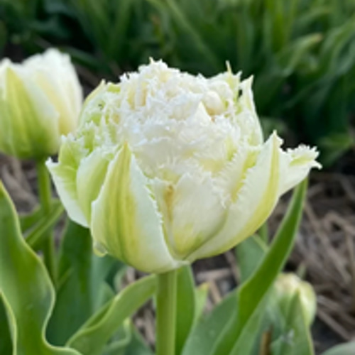 チューリップ・スノークリスタルの花束植え☆芽だし球根鉢植え☆ 6号