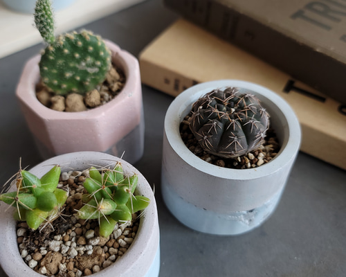 激レア　earnest hearts pot volt type-RE 植木鉢 激レア earnest hearts pot volt type-RE 植木鉢 2025年最新