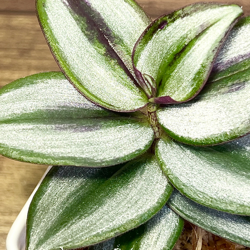 観葉植物】トラディスカンチア【ゼブリナ】【ハンギングにオススメ