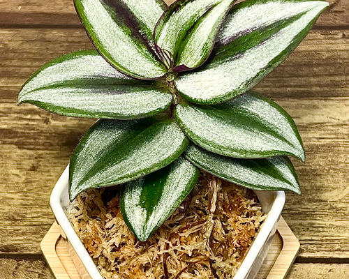 6ef0e190cb564f0fc40af6ba6b70a9