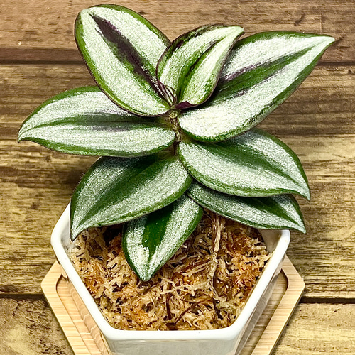 観葉植物】トラディスカンチア【ゼブリナ】【ハンギングにオススメ