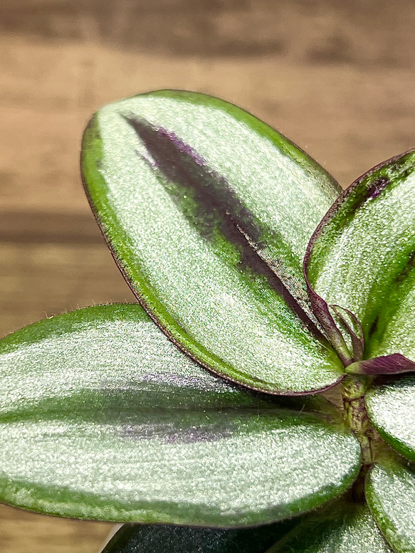 【観葉植物】トラディスカンチア【ゼブリナ】【初心者にオススメ】 3枚目の画像