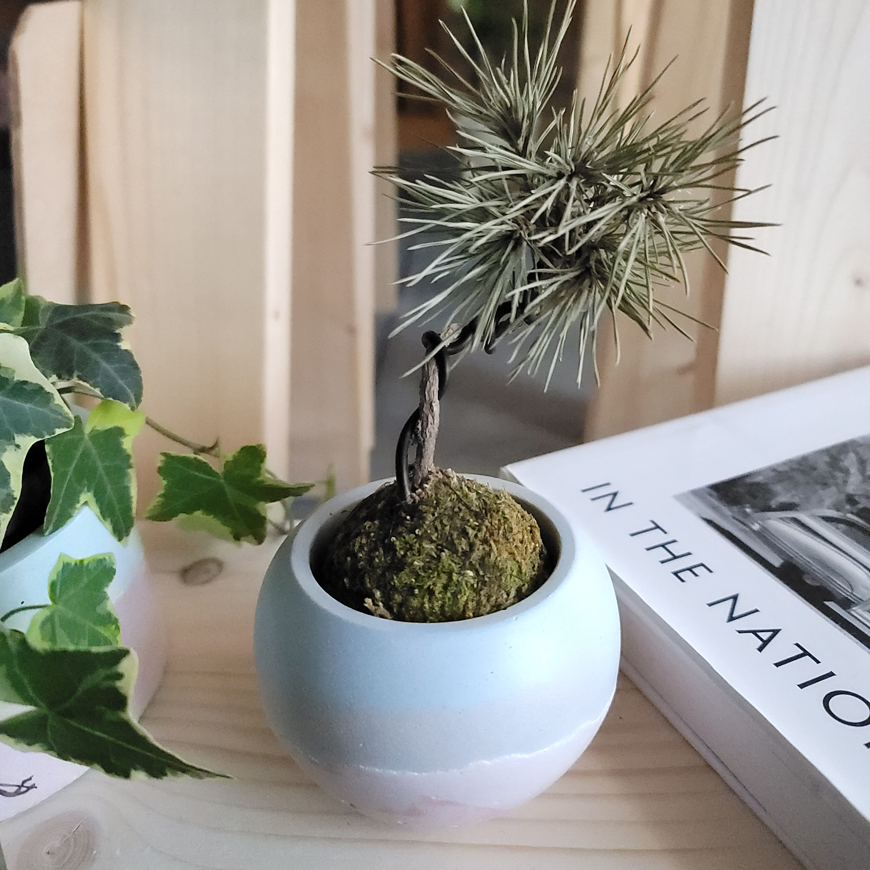 マルpot セメント鉢 //cement pot 植木鉢 2号サイズ 一輪挿し・花瓶 
