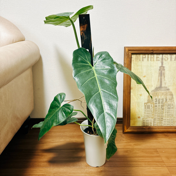 希少❗️スヌーピー❗️フィロデンドロン　アプラナタム　アプラナツム✨ 希少❗️スヌーピー❗️フィロデンドロン アプラナタム