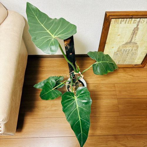 現品］【希少】A フィロデンドロン マキシマム 観葉植物 室内