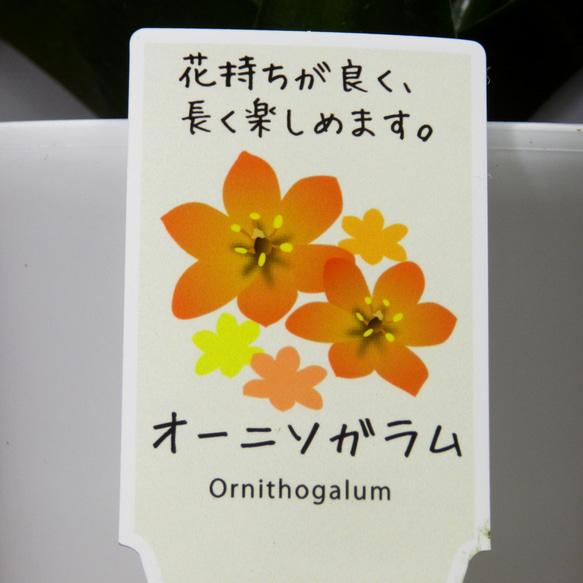 ★ENGEI ichioki★オーニソガラム・鉢花03◆オレンジ色花・球根種◆ 5枚目の画像