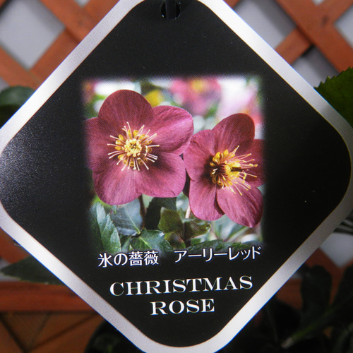 ☆ENGEI ichioki☆クリスマスローズ「氷の薔薇シリーズ・アーリー