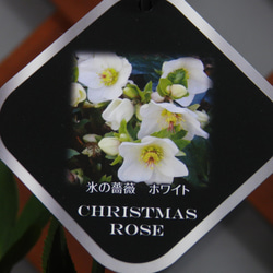 ★ENGEI ichioki★クリスマスローズ「氷の薔薇シリーズ・ホワイト」鉢花04◆ 4枚目の画像