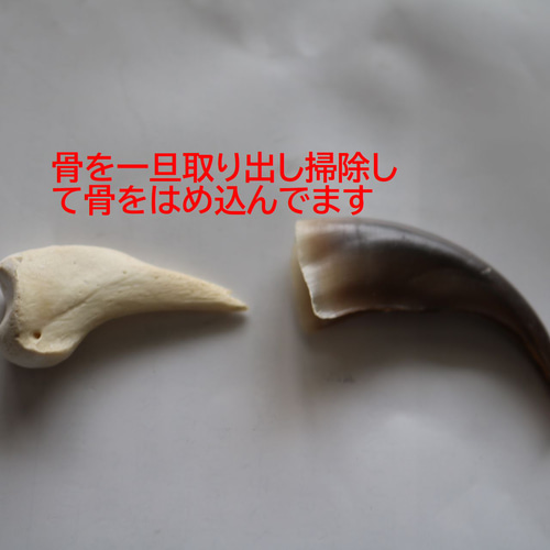 激安価格の ヒグマ爪骨付き小爪・バッグチャーム・カーアクセサリー（車内 標本用品