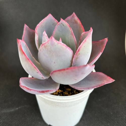 アフターグロー 多肉植物 多肉植物 kanomarihome 通販 17482762