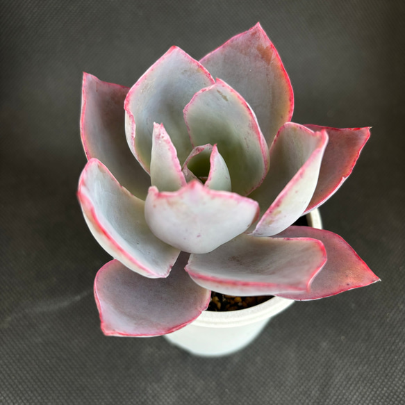 アフターグロー 多肉植物 多肉植物 kanomarihome 通販 17482762