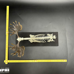 ヘラジカ　縮小全身骨格レプリカ　1/10スケール（Ver. 2） 5枚目の画像