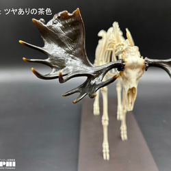 ヘラジカ　縮小全身骨格レプリカ　1/10スケール（Ver. 2） 6枚目の画像