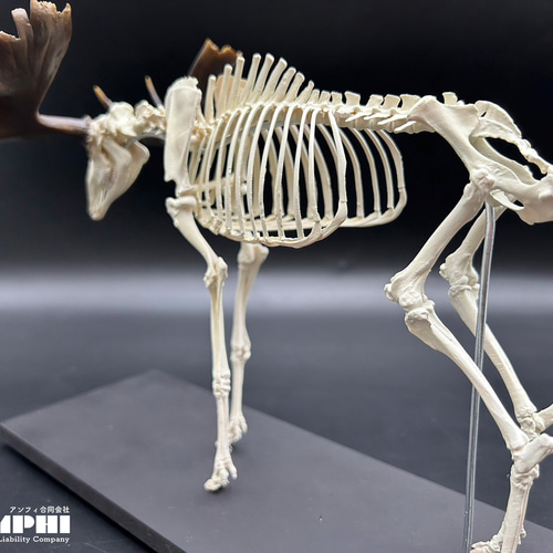 ラブカ 全身骨格 世界初となるラブカ・ミツクリザメの全身骨格標本を用いた動物