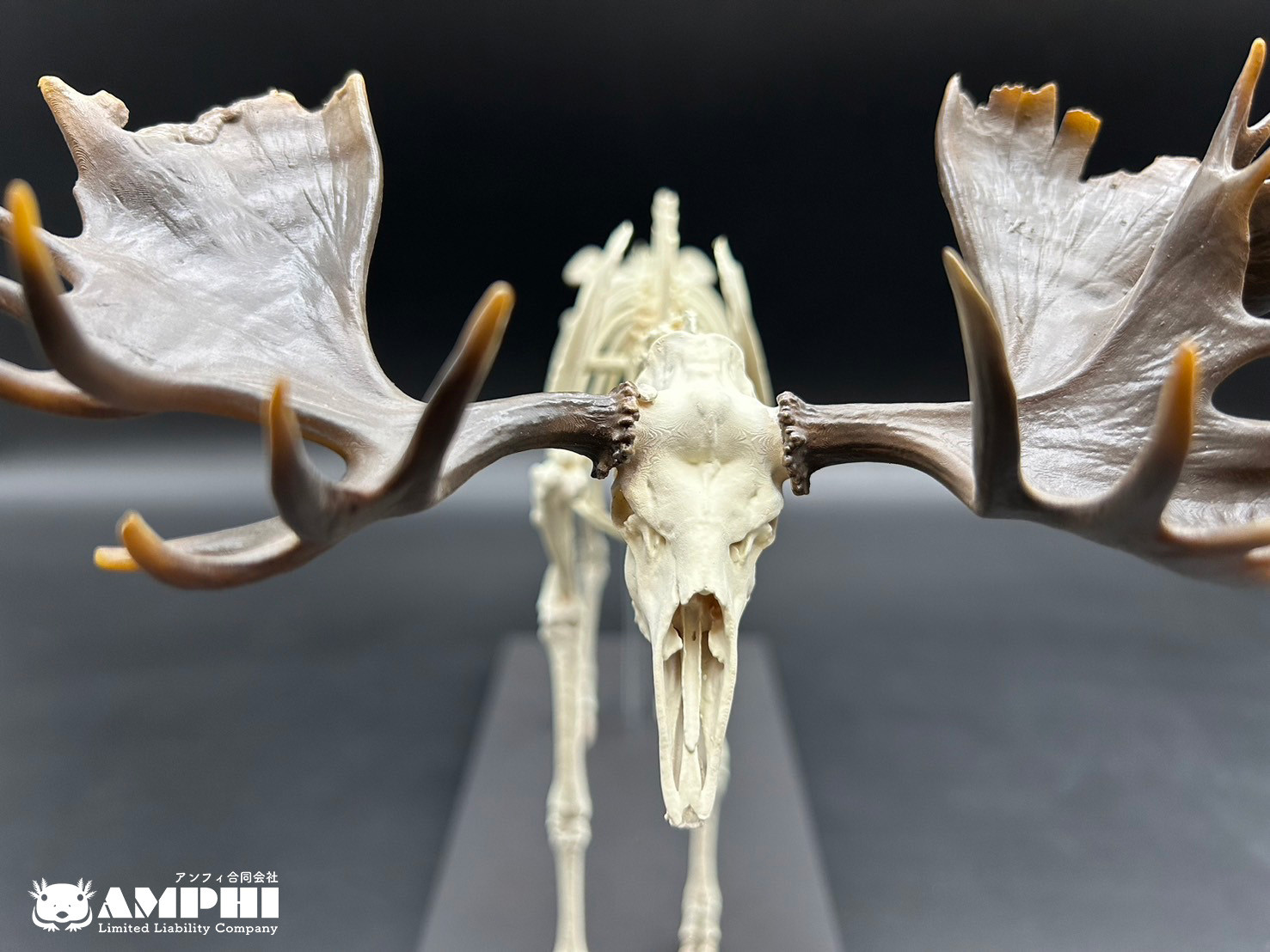 ヘラジカ　縮小全身骨格レプリカ　1/10スケール（Ver. 2）