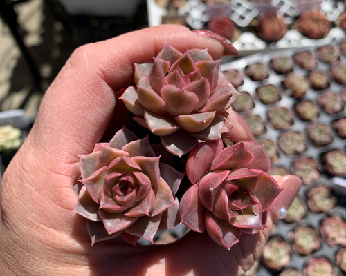 k3.レッドドリアン 3〜4cm 輸入苗 多肉植物 多肉植物カット苗の通販