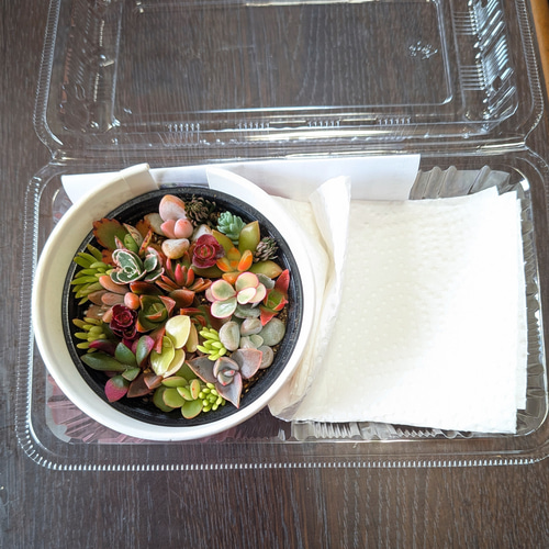 このまま飾れる】多肉植物セダム ミニ寄せ植えセット【育成説明書