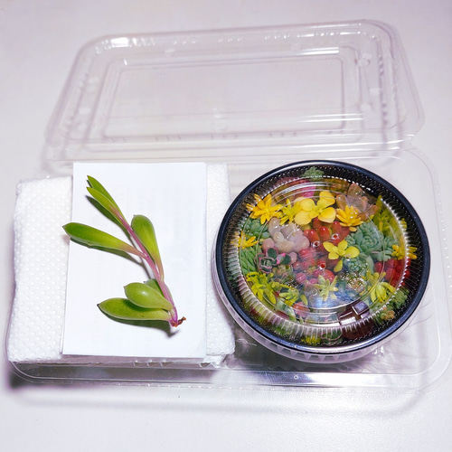 このまま飾れる】多肉植物セダム ミニ寄せ植えセット【育成説明