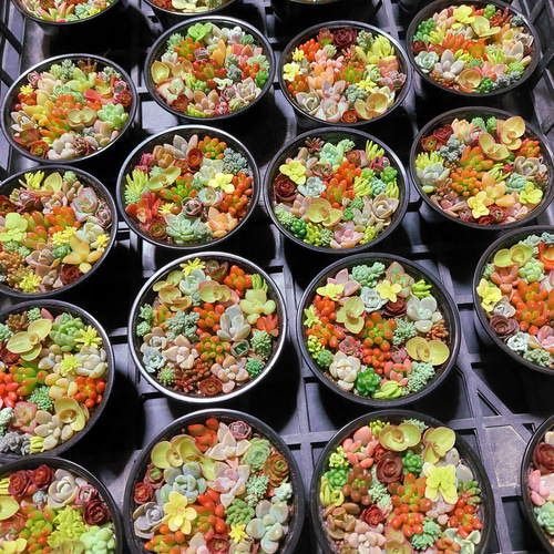 このまま飾れる】多肉植物セダム ミニ寄せ植えセット【育成説明 このまま飾れる】多肉植物セダム ミニ寄せ植えセット【育成説明