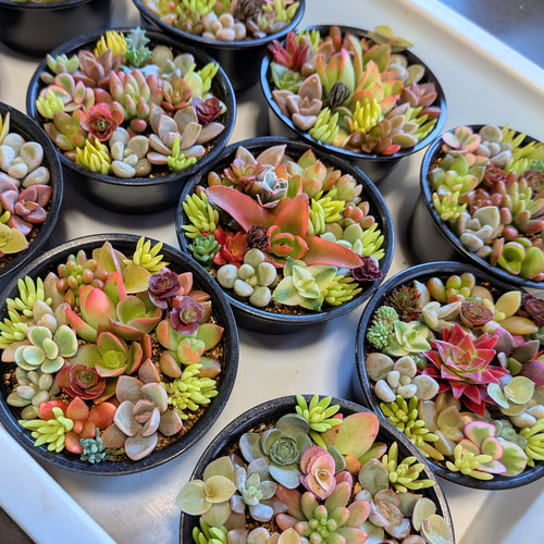 このまま飾れる】多肉植物セダム ミニ寄せ植えセット【育成説明書