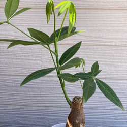 パキラ　☆観葉植物 2枚目の画像