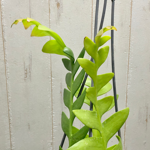 エピフィルム・アングリガー  シャークフィン / epiphyllum anguliger / 吊り鉢 10枚目の画像