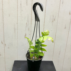 エピフィルム・アングリガー  シャークフィン / epiphyllum anguliger / 吊り鉢 1枚目の画像