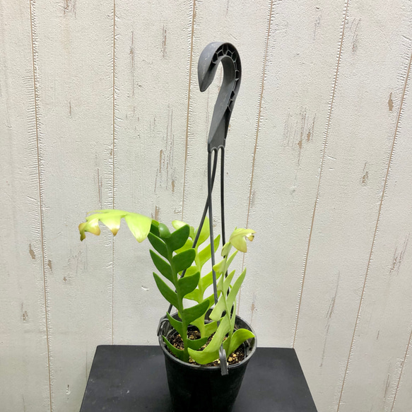 エピフィルム・アングリガー  シャークフィン / epiphyllum anguliger / 吊り鉢 3枚目の画像