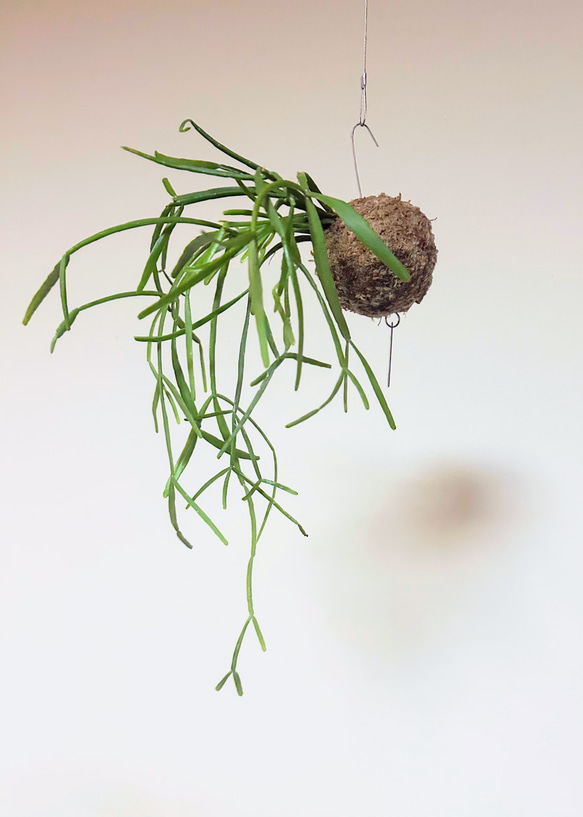 想いよ届け！空飛ぶ植物 ☆彡 苔玉ハンギンググリーン 森のサボテン リプサリス・トリゴナ 1枚目の画像