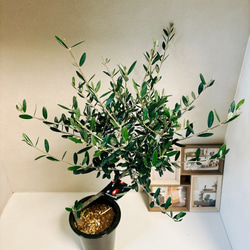 ［現品］4番　創樹　オリーブ　マンザニロ　5号　観葉植物　ベランダ　SOUJU  玄関　屋外　オリーブの木　おしゃれ 4枚目の画像