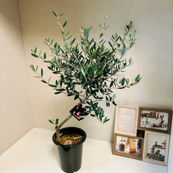 ［現品］4番　創樹　オリーブ　マンザニロ　5号　観葉植物　ベランダ　SOUJU  玄関　屋外　オリーブの木　おしゃれ 3枚目の画像