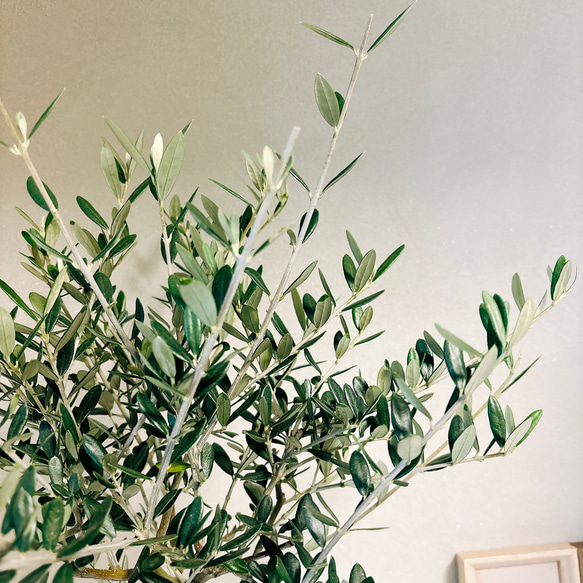 ［現品］4番　創樹　オリーブ　マンザニロ　5号　観葉植物　ベランダ　SOUJU  玄関　屋外　オリーブの木　おしゃれ 8枚目の画像