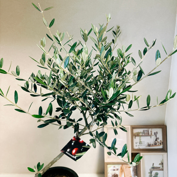 ［現品］4番　創樹　オリーブ　マンザニロ　5号　観葉植物　ベランダ　SOUJU  玄関　屋外　オリーブの木　おしゃれ 6枚目の画像